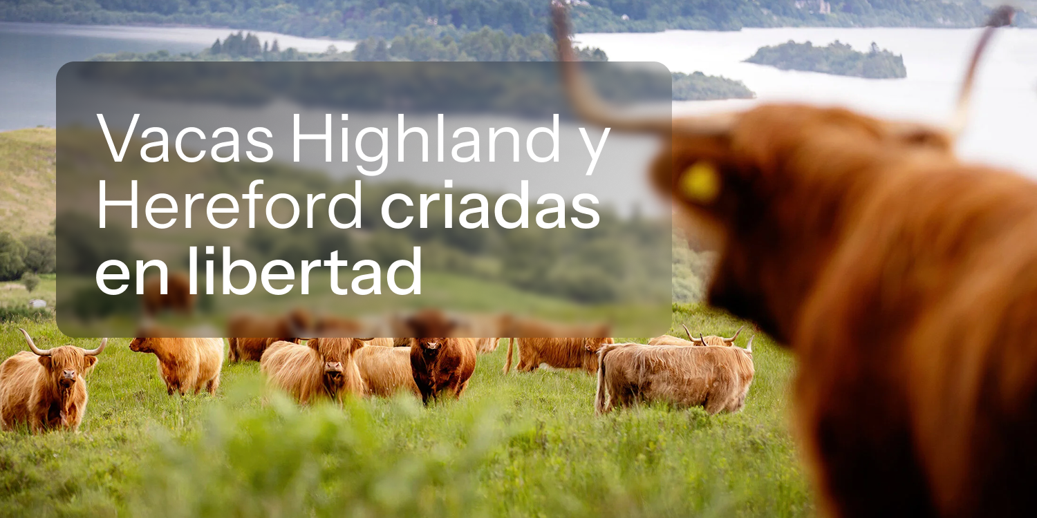 A herd of Highland cattle grazes in a green pasture in front of a lake and hills.