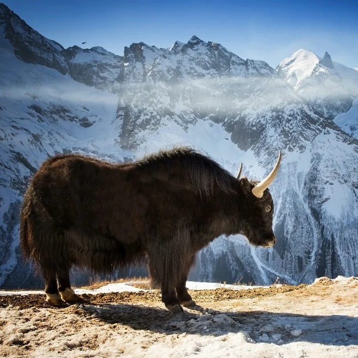 A yak standing on snowy terrain with mountains in the background. 