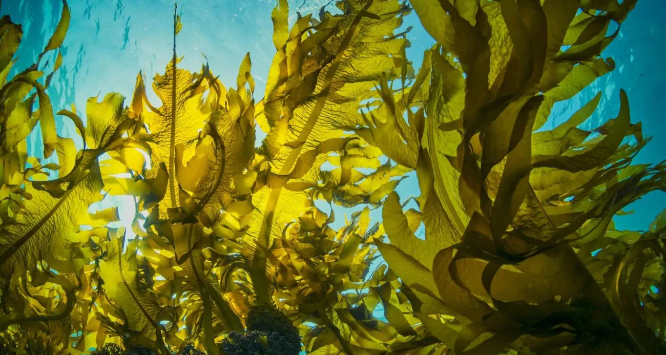 Underwater view of vibrant green kelp forest against a blue background. 