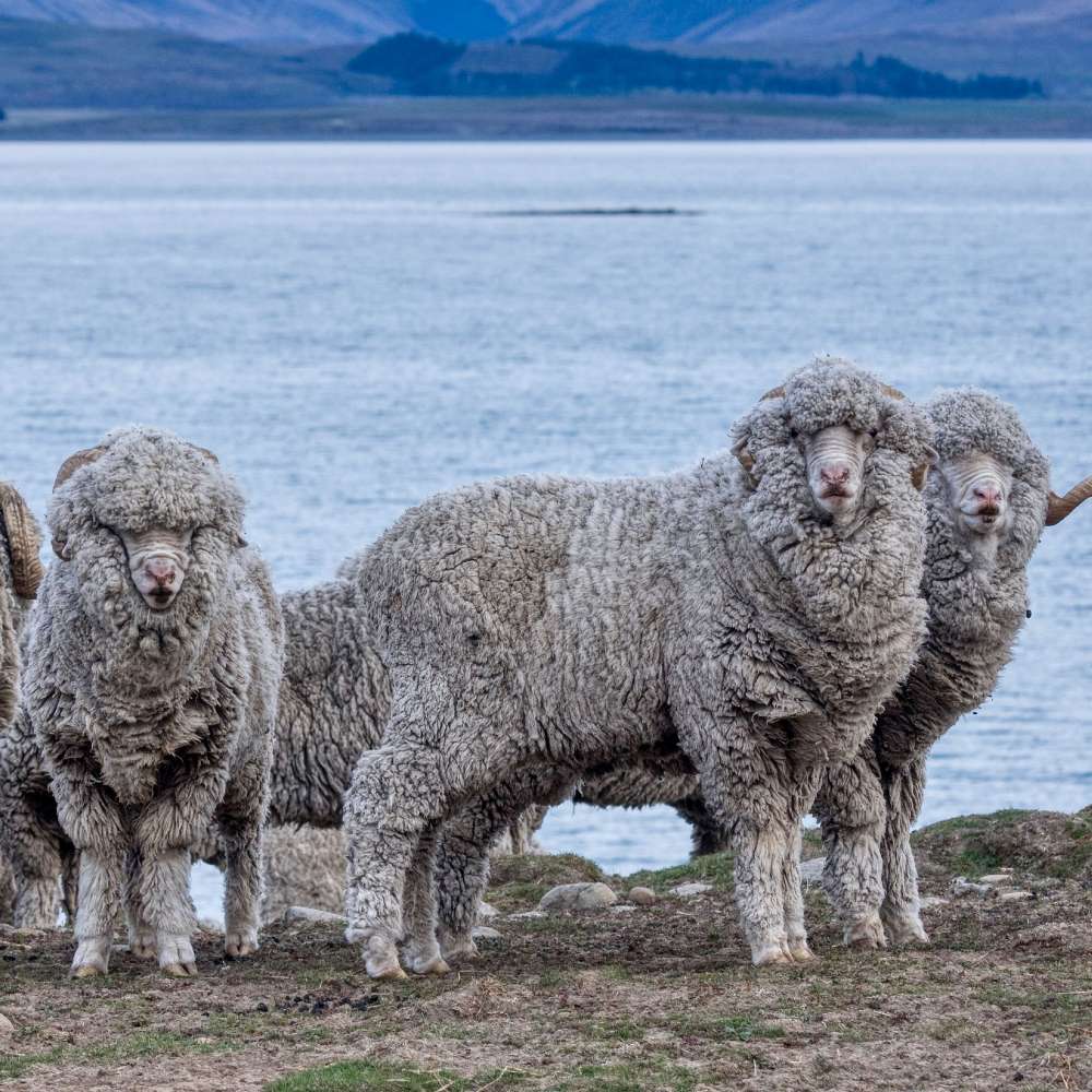 Three fluffy sheep standing near a lake with mountains in the background. 