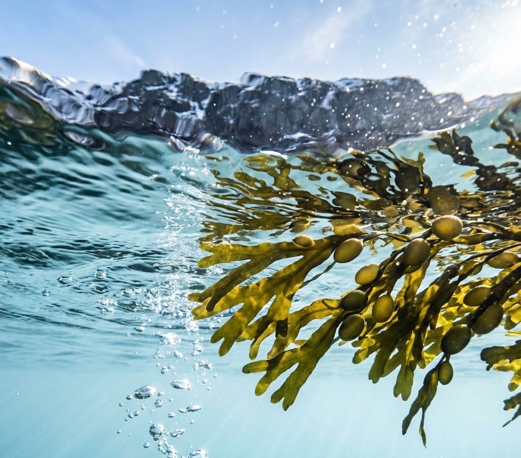 An underwater view of seaweed floating in clear water, with a mountain range visible above the surface.