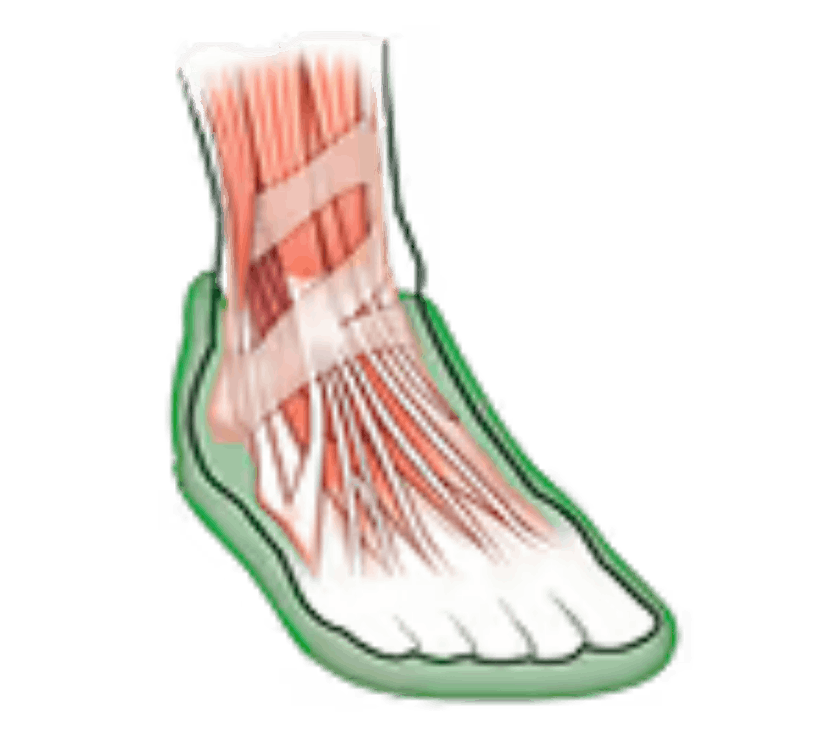 An anatomical illustration of the muscles and tendons of a human foot, with a green outline.