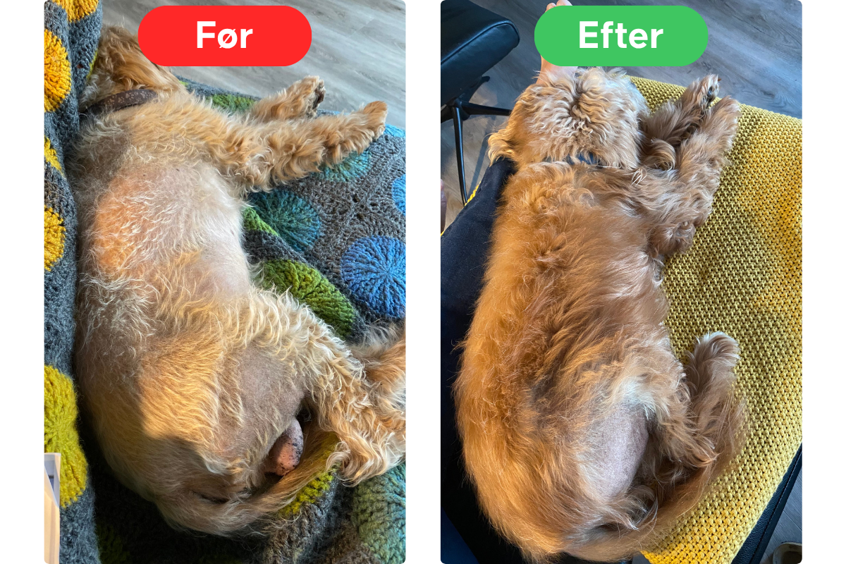 A before and after comparison of a dog, showing thicker fur growth on its belly.