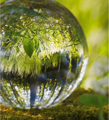 Glass sphere reflecting green foliage and grass in a natural setting.