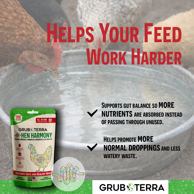 An advertisement for GrubTerra Hen Harmony supplement showing two chickens drinking from a metal water basin.