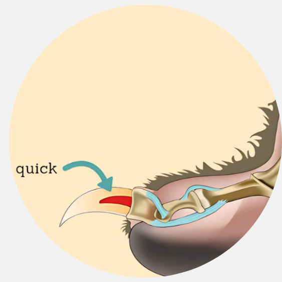 Illustration of a bird's claw anatomy with labeled parts.