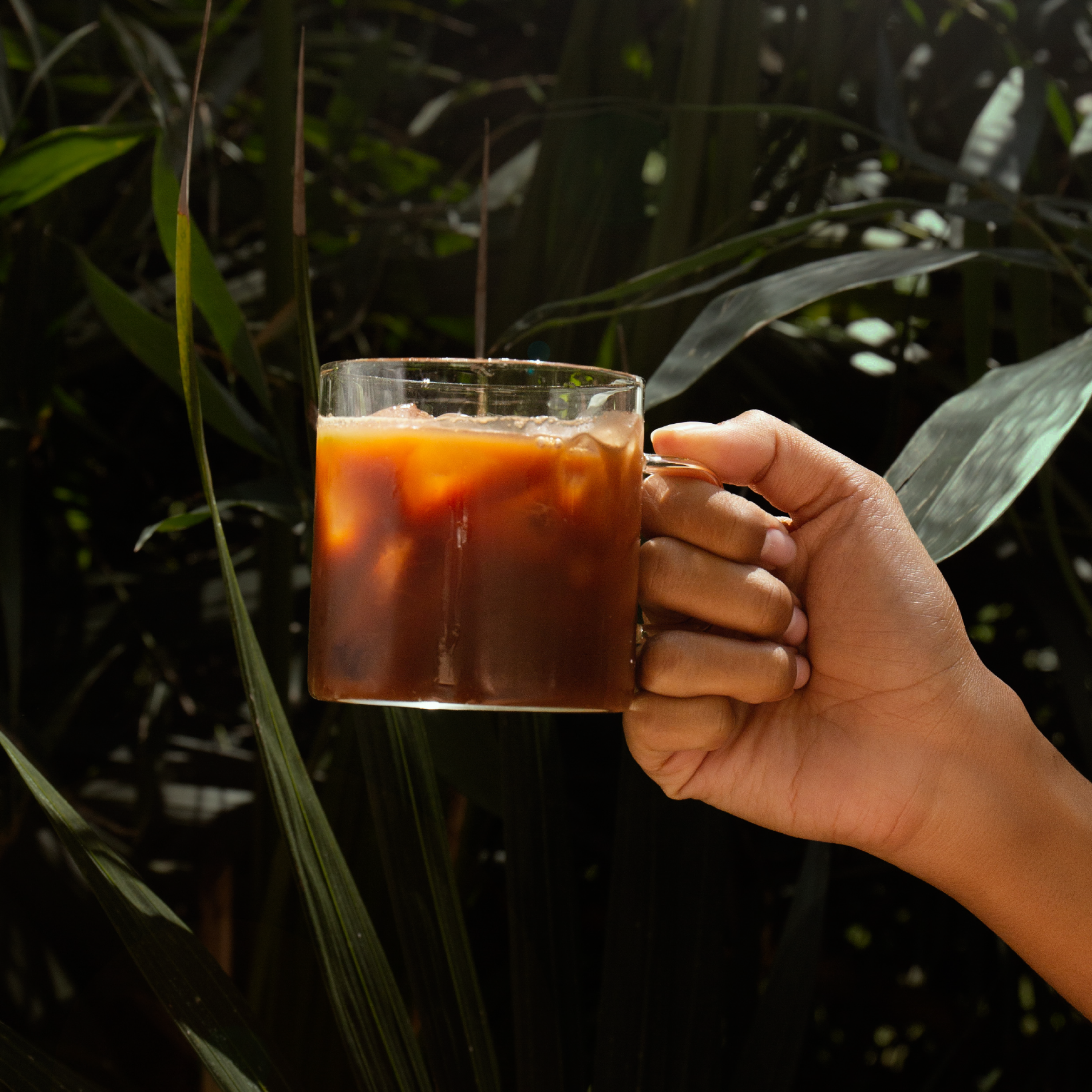 A person's hand holds a glass mug of iced coffee in front of dark green leaves.