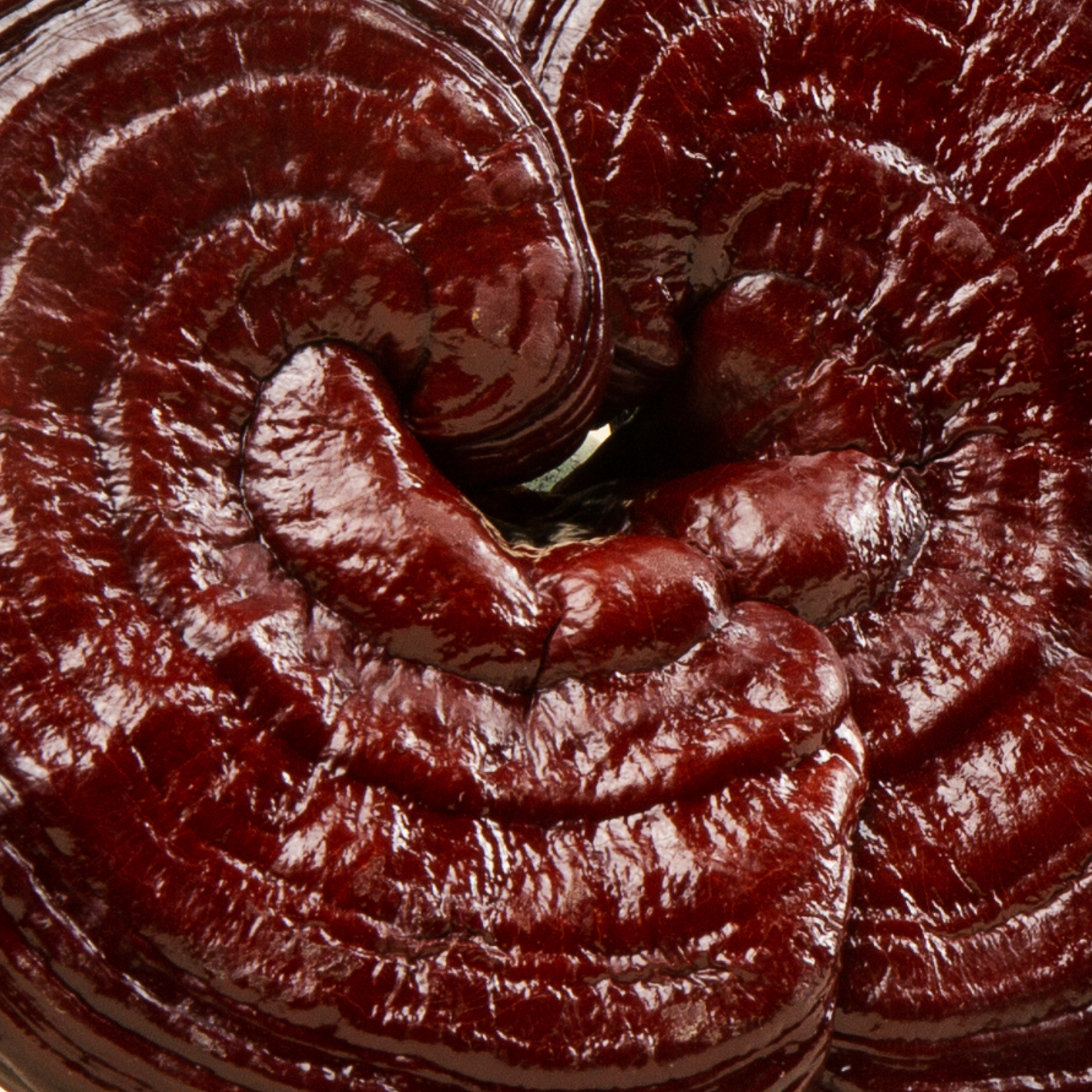 A close-up macro shot of a glossy, dark red Ganoderma lucidum mushroom, also known as reishi.