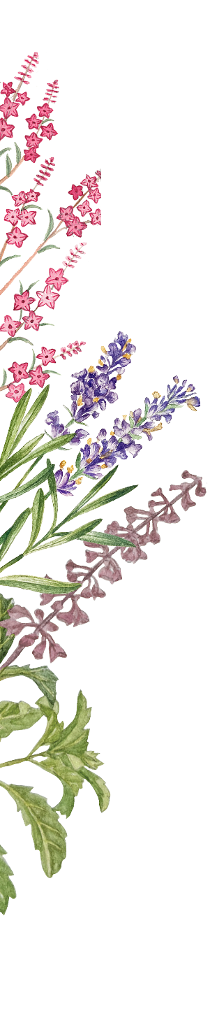 A watercolor illustration of pink flowers, purple lavender, and other herbs on a white background.