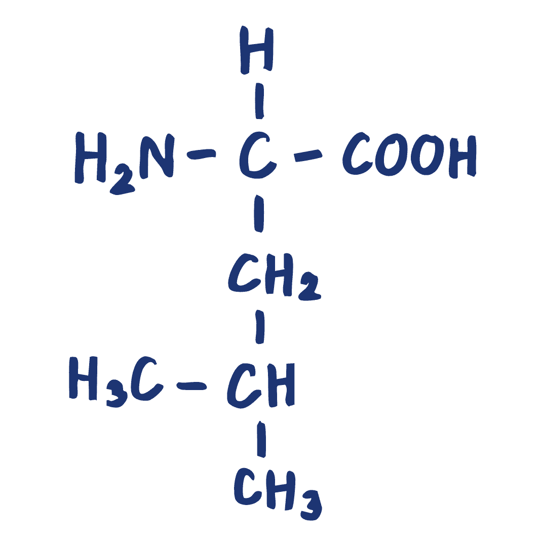 A hand-drawn chemical structure of the amino acid Leucine on a green background.