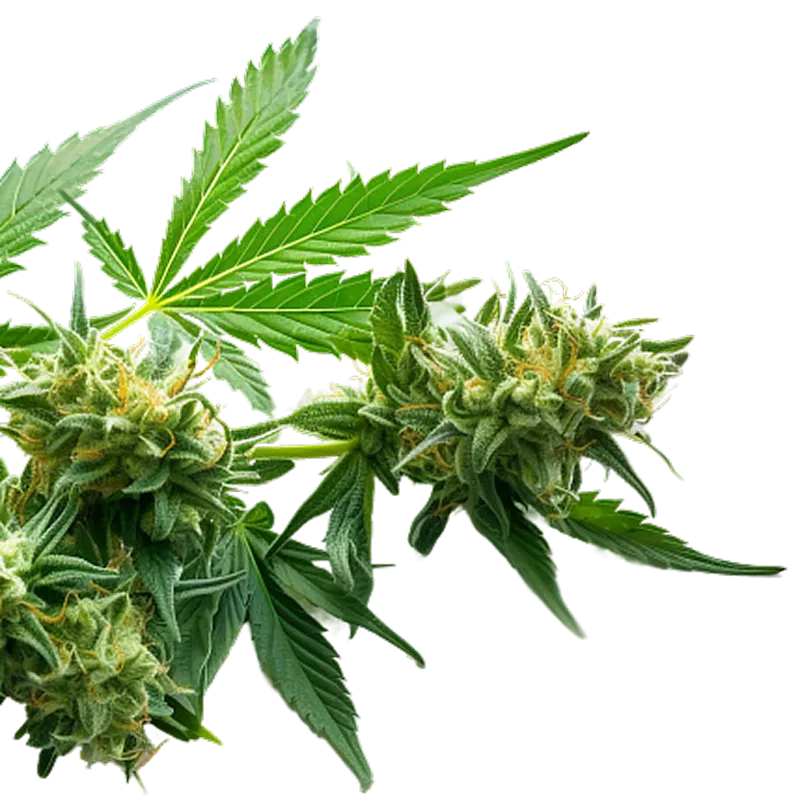A close-up of a flowering cannabis plant with leaves and buds against a white background.