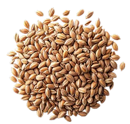 A pile of brown grains on a white background.