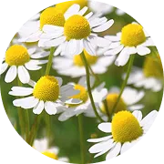 A circular, close-up image of chamomile flowers with white petals and yellow centers.